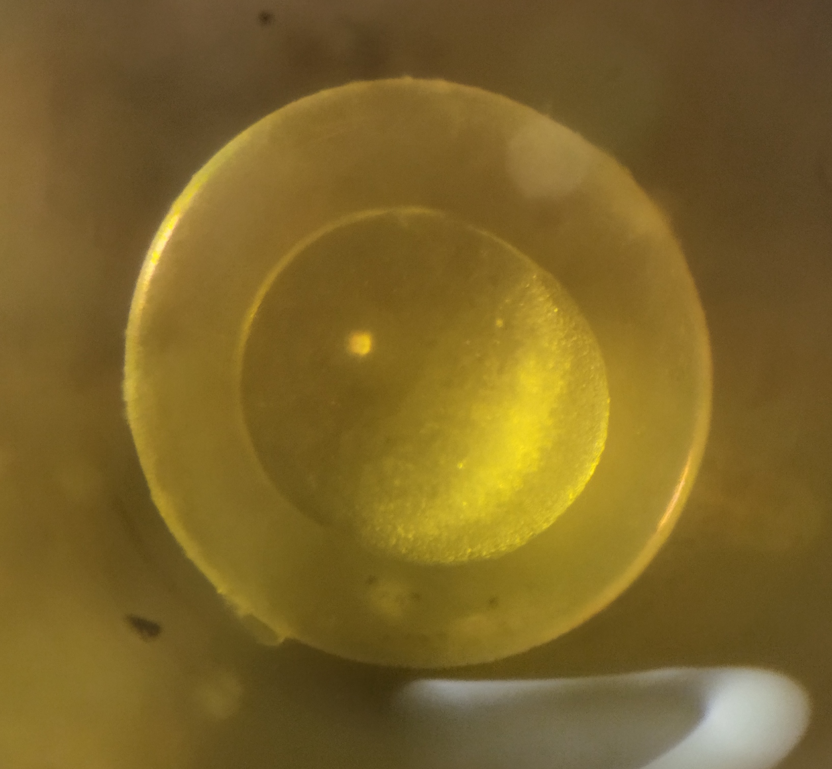 Un embrión de pez en sus primeras horas de desarrollo.