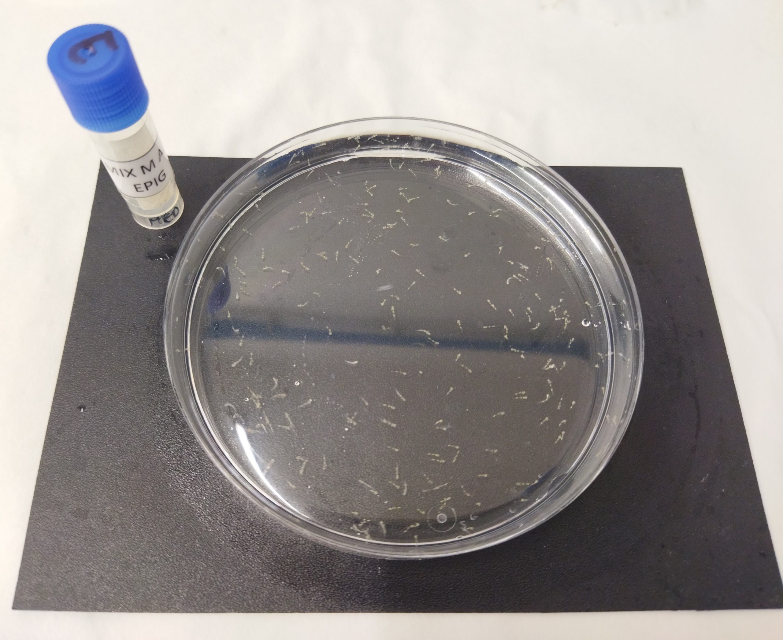 Placa que tiene dentro larvas de peces de 4 días de vida.