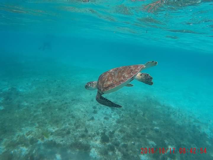 Tortuga marina. Los océanos son los pulmones del mundo.